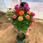 树状浓香盆栽开花阳台