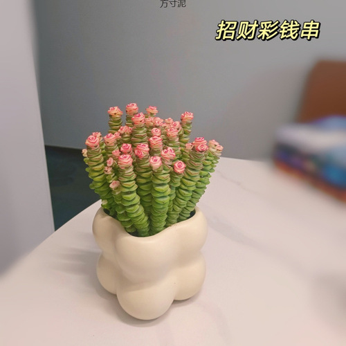 Money-string desktop mini succulent plant for office, balcony, or indoor spaces—easy-to-care-for greenery, perfect for lazy gardeners, wholesale available for international trade