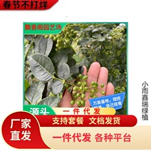 一件代发花椒苗树大红袍当年结果无刺四川麻椒食用盆栽南方北方种
