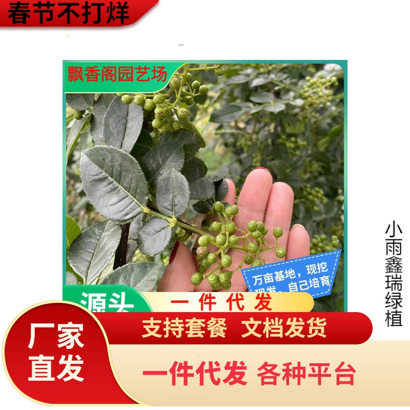 一件代发花椒苗树大红袍当年结果无刺四川麻椒食用盆栽南方北方种