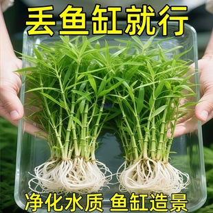 ˮ���~�����������쾰ˮ��ֲ����~���B����ˮ�|������ԾGֲ