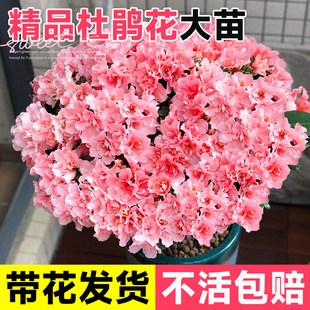 ���N�����Ԏ����������Ϙ�����҃��̨���F�r�����ļ��_���Gֲ��