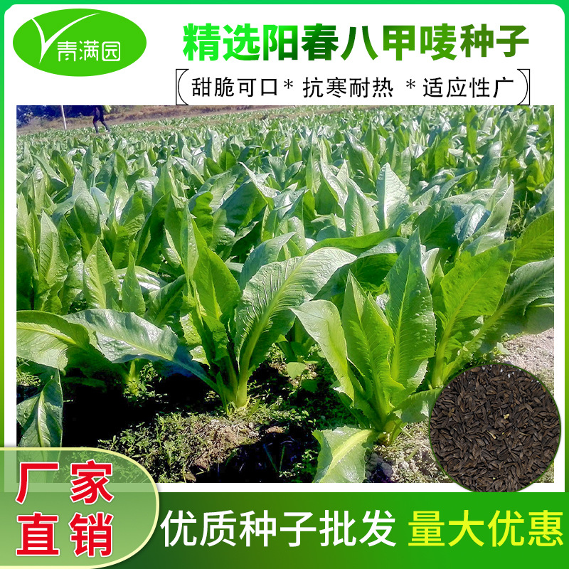 阳春八甲唛甜麦菜种子广东油麦菜籽苦麦菜种籽四季甜麦菜蔬菜种子
