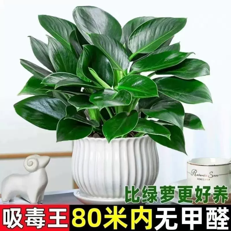 金钻绿公主盆栽绿植办公室内除甲醛绿植净化空气客厅花卉绿植