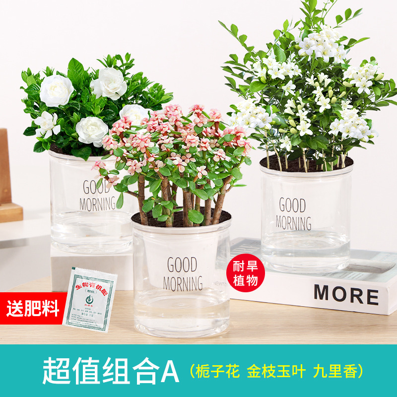 포름알데히드 패키지 치자나무 + 황금가지 + 구리향 + 비료 유화석