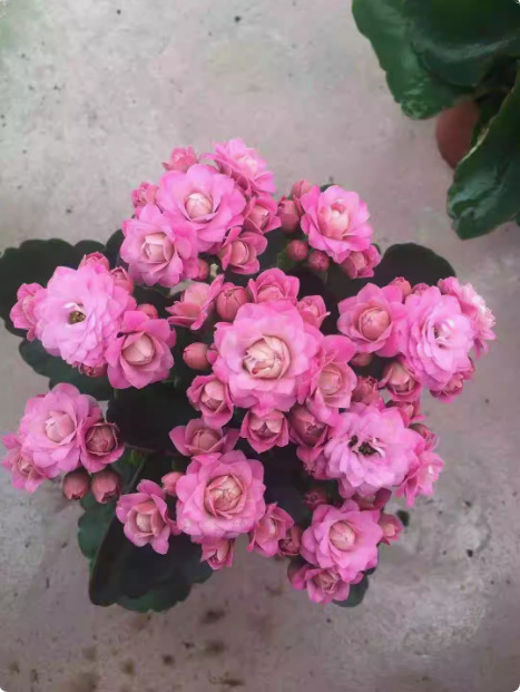 Semillas de flores de larga vida, plantas en maceta en el balcón interior y exterior, flores fáciles de vivir, semillas de flores silvestres en todas las estaciones