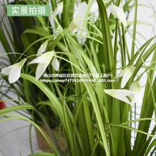 洋葱草仿真盆栽园林绿化盆景仿真植物摆件假花假草玉兰花绿植盆栽