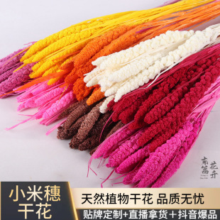 Millet Ears Dried Flowers Wholesale Grain Ears Wheat Ears Natural Real Flowers Photography Props Home Decoration Flowers