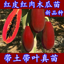 新品种红皮红肉木瓜树苗冠红木瓜台湾红肉大青木瓜苗当年结果包邮