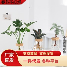 一件代发小盆栽桌面室内水养春羽小天使绿萝富贵竹办公室懒人水培