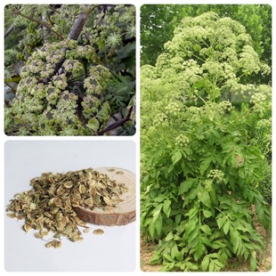 ���ƷN������ƷN�Ѵ��＾�NֲҊЧ����ș�ļt��ţϥ���g�S�ηN��