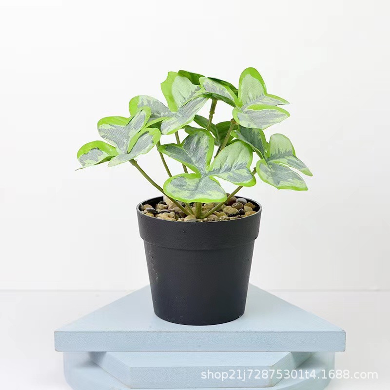 小石子国际盆 三叶草