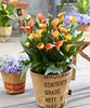 Color horseshoe lotus breed belt buds big balls in the four seasons of the balcony potted seedlings, live seeds, seed ball root flowers