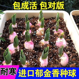 ������N���ذ��҃���ֲ�����������ˮ���໨���ļ��N�ӻ�������