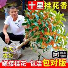 桂花树苗盆栽庭院别墅耐寒浓香型花卉嫁接四季桂矮化老桩当年开花