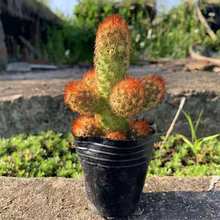 ����ֲ���������ư���z�����ָ���^��ڷ�ݗ�����⻨���������l