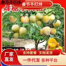 һlڷÓ÷ԵͥԺļNֲ