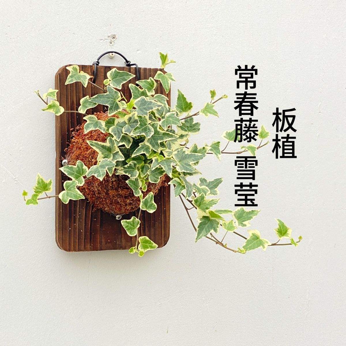板植雪莹常春藤 挂板垂钓植物壁挂垂吊植物青叶挂墙绿植网红吊兰
