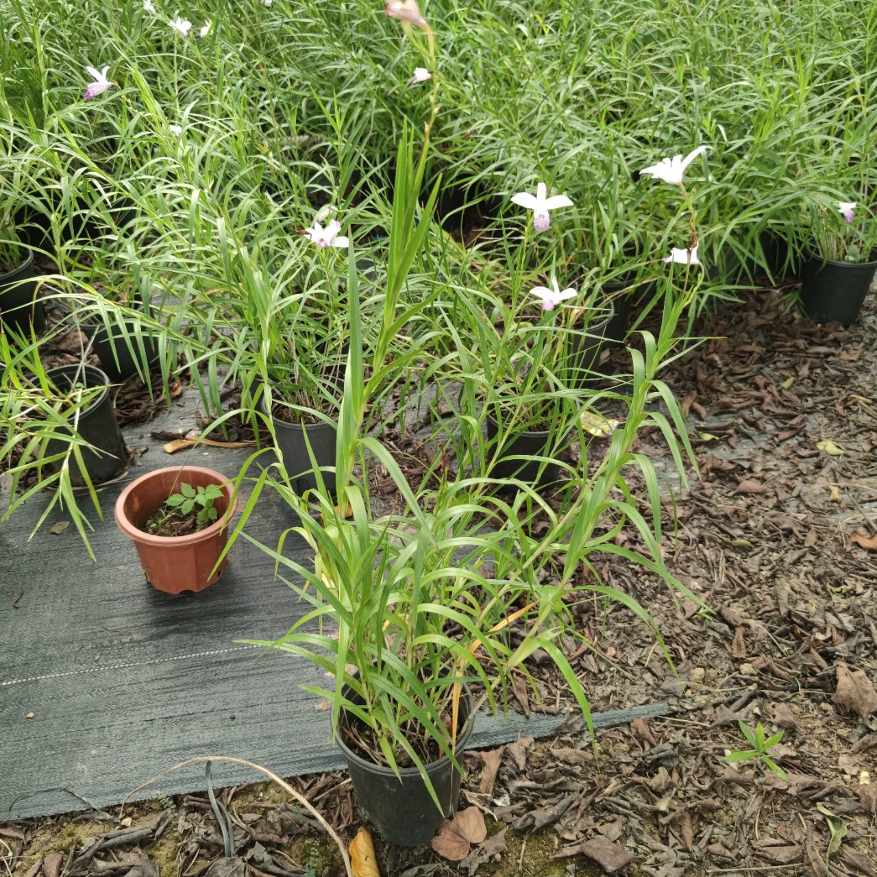 2311 Цветочная база оптовая поставка бамбуковых листовых орхидей