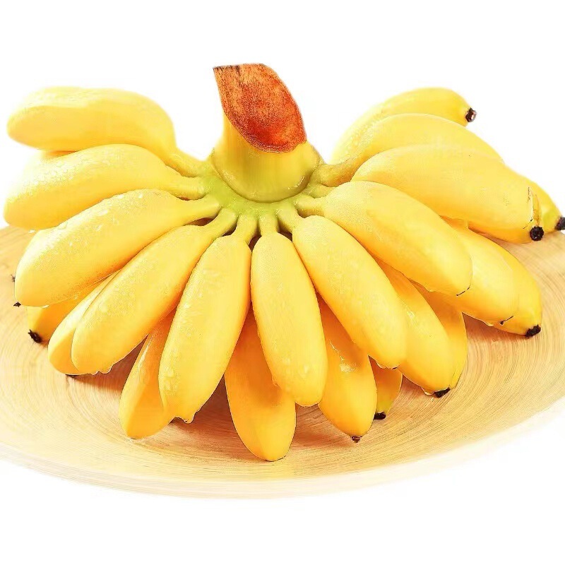 Guangxi Xiaomi Banana Small Plantain 1.5kg / 2.5kg / 4.5kg Orchard Straight Hair Soft Glutinous Sweet Banana Dropshipping