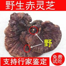 灵芝野生灵芝天然深山野生赤灵芝无柄赤芝整枝泡酒滋补包邮