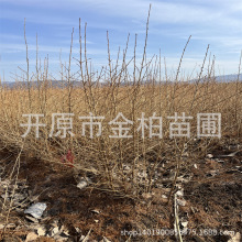 落叶松树苗荒山造林杯苗黄花松长白落叶松小苗日本落叶松盆栽苗木