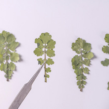 白屈菜 压花干花押花带枝真花活动书签材料包滴胶手机壳植物标本