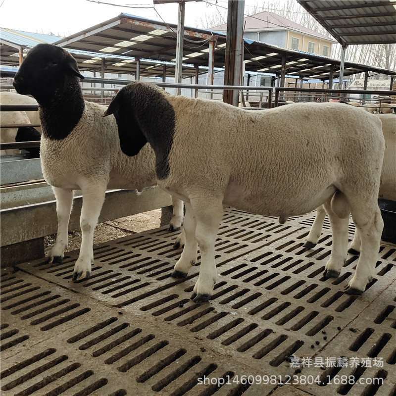 肉羊养殖场杜泊绵羊多少一只 羊苗价格 杜泊羊大量出栏出售