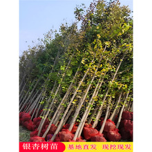 ~yӘ׹ͥԺGľеyСϱNֲ