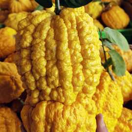 云南新鲜香橼 老品种香橼果清供闻香甜脆香橼新鲜佛手香橼片泡茶