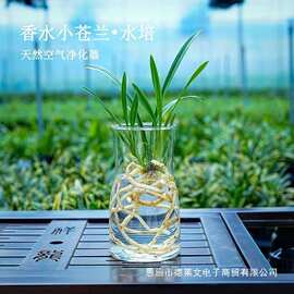 新款有香水味小苍兰花苗杂交兰四季兰迷你室内客厅水培好养绿植