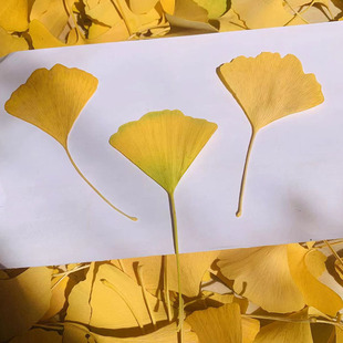 Ginkgo leaf dried flower true leaf plant specimen children's handmade diy hand painting flower sticker embossed ginkgo leaf
