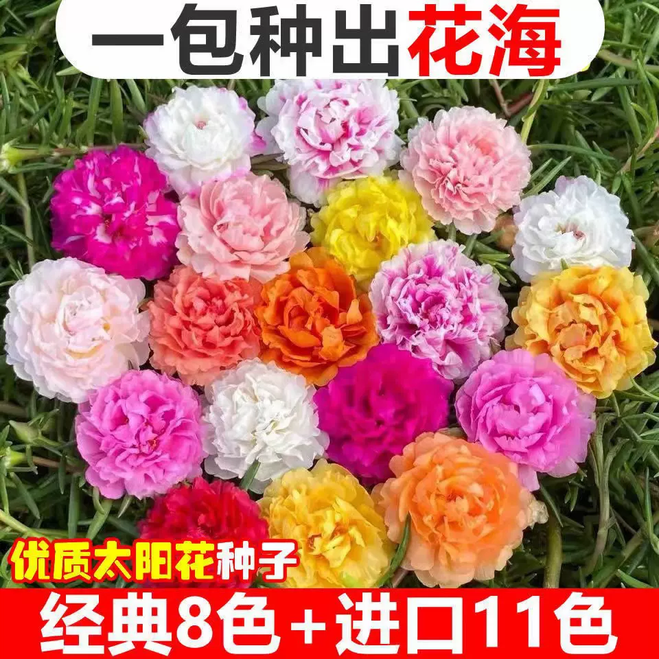 电商代发太阳花种子各种规格包装齐全