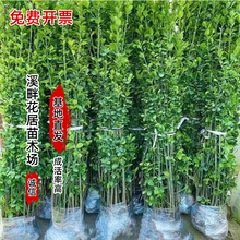 批发丛生北海道黄杨树苗篱笆苗四季常青植物城市街道绿化苗灌木苗
