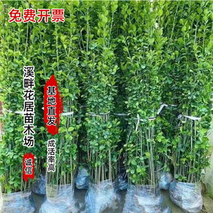 ���l�����������S�����h�����ļ�����ֲ����нֵ��G�����ľ��