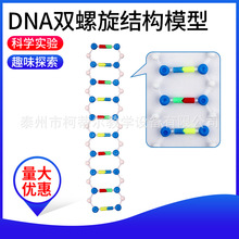 DNA双螺旋结构模型 遗传基因和变异物理实验初高中物理教学仪器