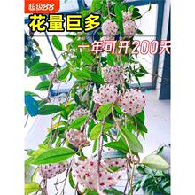 ���m�����Դ��紹����m���������҃����پGֲ����m����͏d�_��