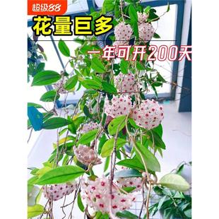 ���m�����Դ��紹����m���������҃����پGֲ����m����͏d�_��