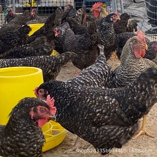 1.5�������J���u���缃�N�J���u����Ó���u��С�u������J���u