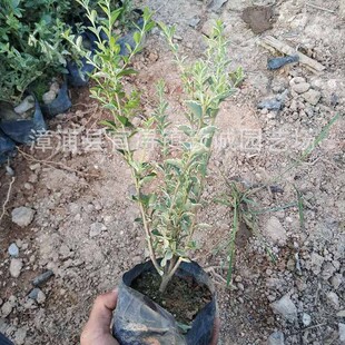 �����ش����������~Ůؑ���� ���N���̴�С�� ����ֱ�NͥԺ