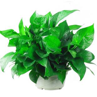 �G�}ˮ������ɢ���k�����·��G�jֲ�����Ե��m���ܰ��]�Gֲ