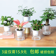 小富贵花 小富贵花品牌 图片 价格 小富贵花批发 阿里巴巴