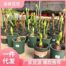 荷兰特大朱顶红种球重瓣球盆栽室内阳台花卉四季庭院植物厂家