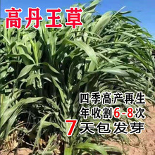 ���l�ߵ������ݷN�Ӵ���ʿ������ļ��Bֳţ���i�~�òݷN��