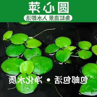 �A��Ƽ��Ƽ����ˮ�|ˮ��GֲͥԺ�k�����~�r�����쾰����Ư��ˮ��