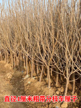 ܇���Ә�����Ҙ��m�Ϸ������Nֲ�ش���ҹ����簫�����Ԯ���Y��