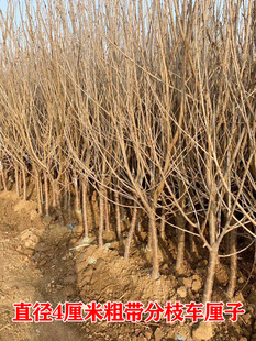 Cherry Saplings, Cherry Trees, Extra-Large Cherry Fruit Saplings Planted in the South and North, Dwarf Potted Plants That Bear Fruit in the Same Year
