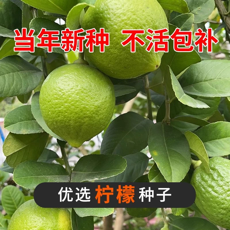 Парфюмерные семена лимона, зеленые семена лимона, горшечные балконные комнатные недавно уроженцы фруктовых деревьев, северные и южные фруктовые деревья.