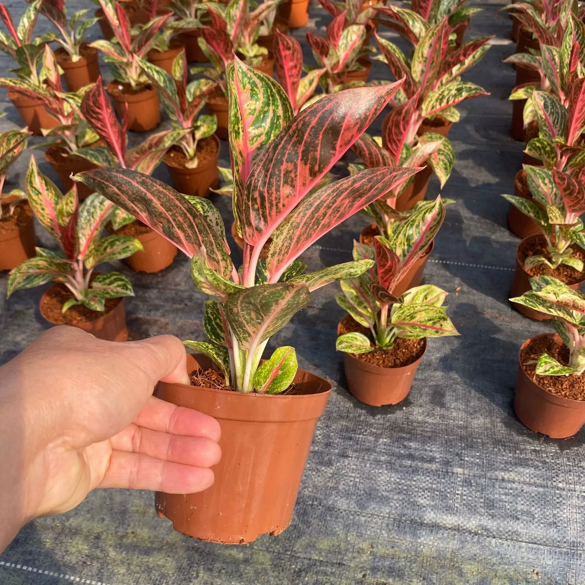 Основание для внутреннего офисного стола, зеленое растение, толстая рельефная трава 110 # Золотой порошок, популярное праздничное и интересное растение в горшке с маленькими цветами, популярное в интернете