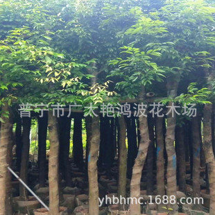 �V�|���ù���������ľ�Nֲ�G����ľ�Ĵ���ľ�a�؈@�ֻ���ֲ����